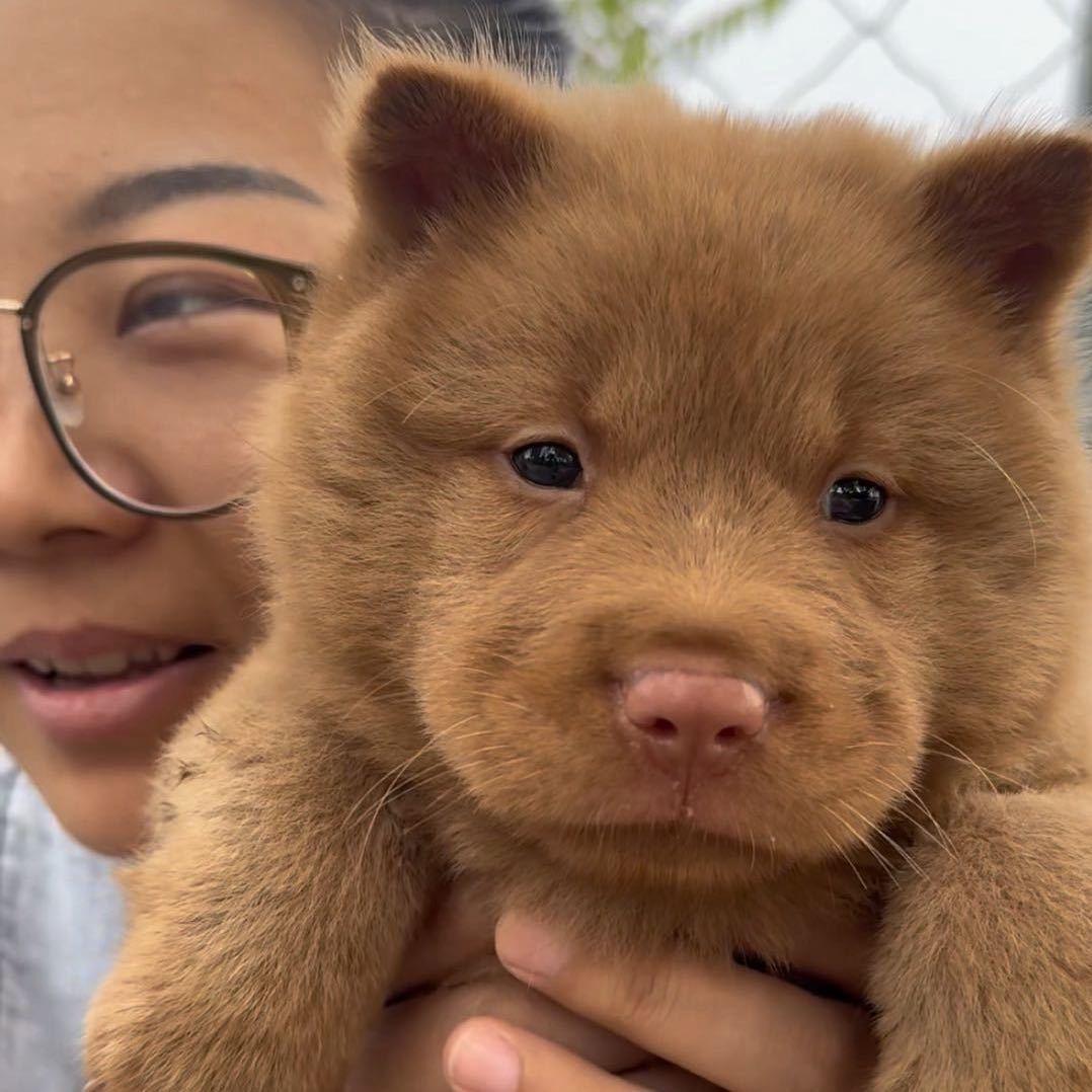 川川家的田园犬