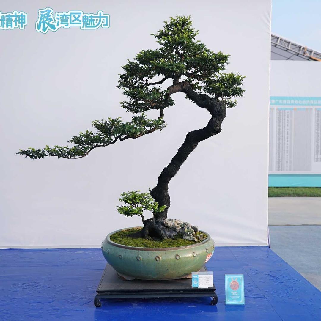 心境園藝（东莞）
