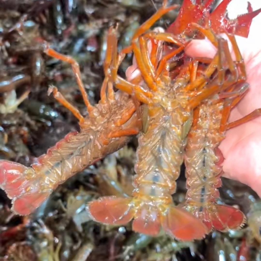 李李的龙虾大闸蟹（六枝）