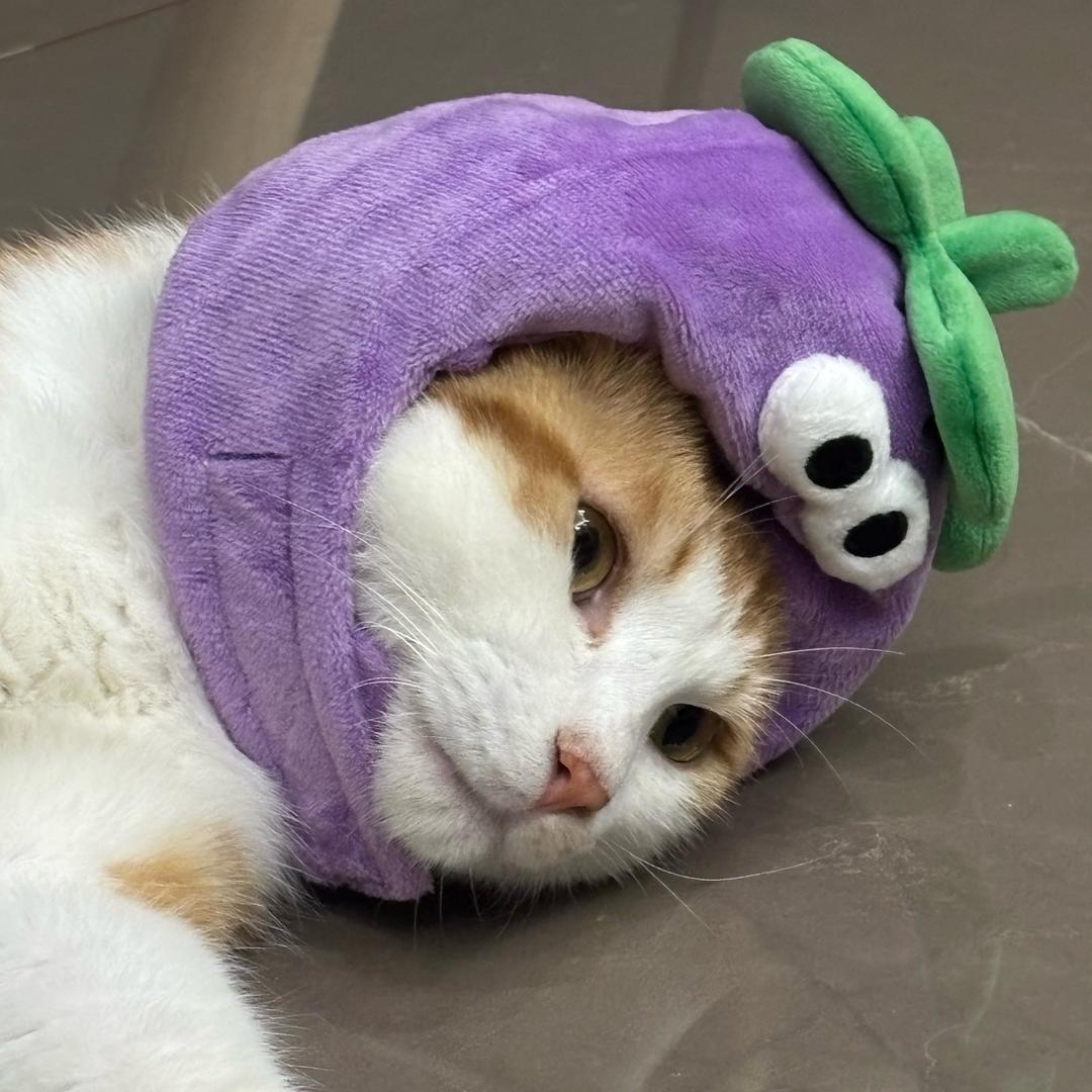 胖胖大面包