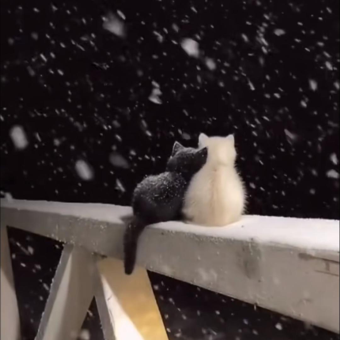 ⁵²º᭄ꦿ 7️⃣小喵🐱