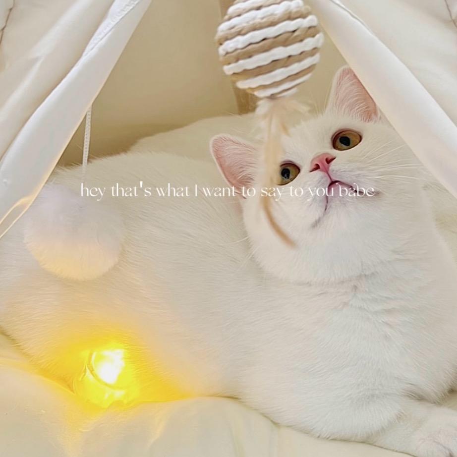 苦瓜是个小矮子