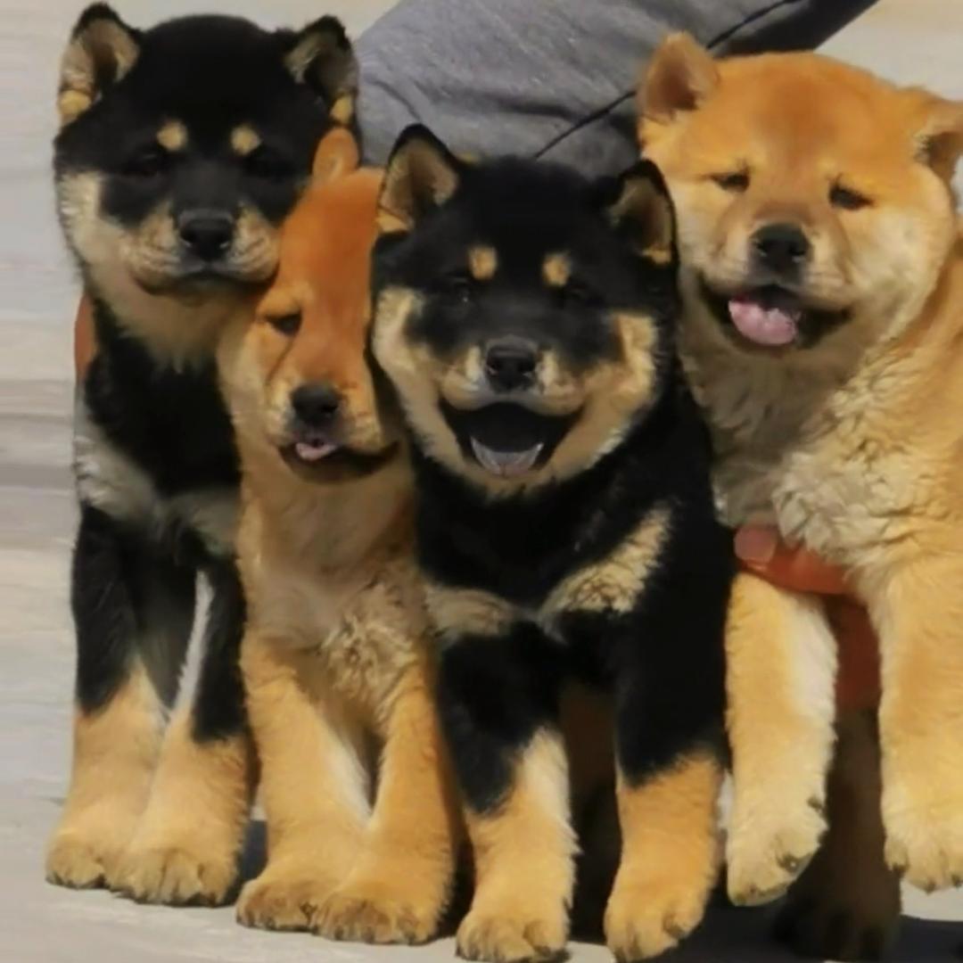 广西张发财精品田园犬专场🐕