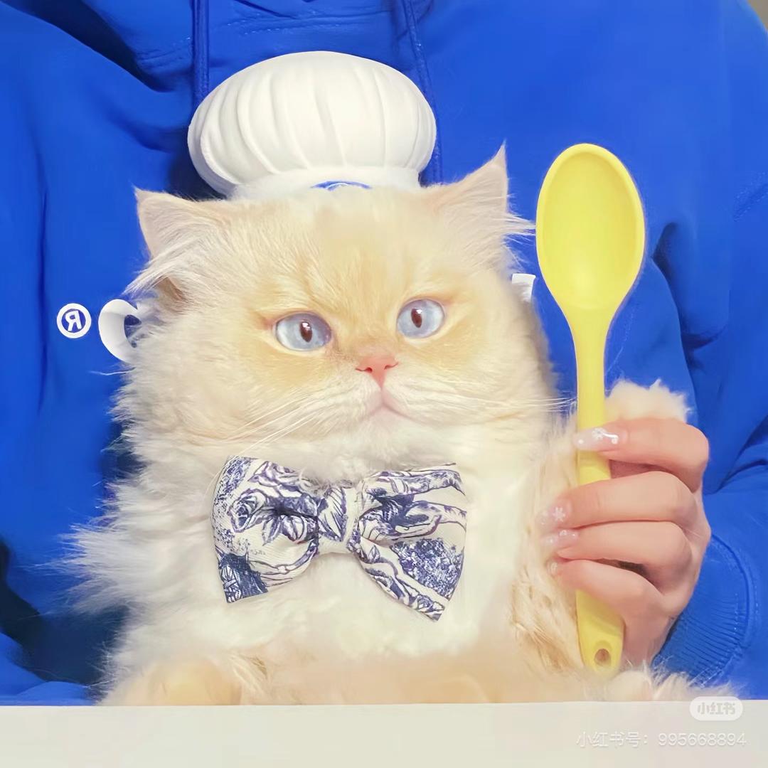 就让小猫陪你吧