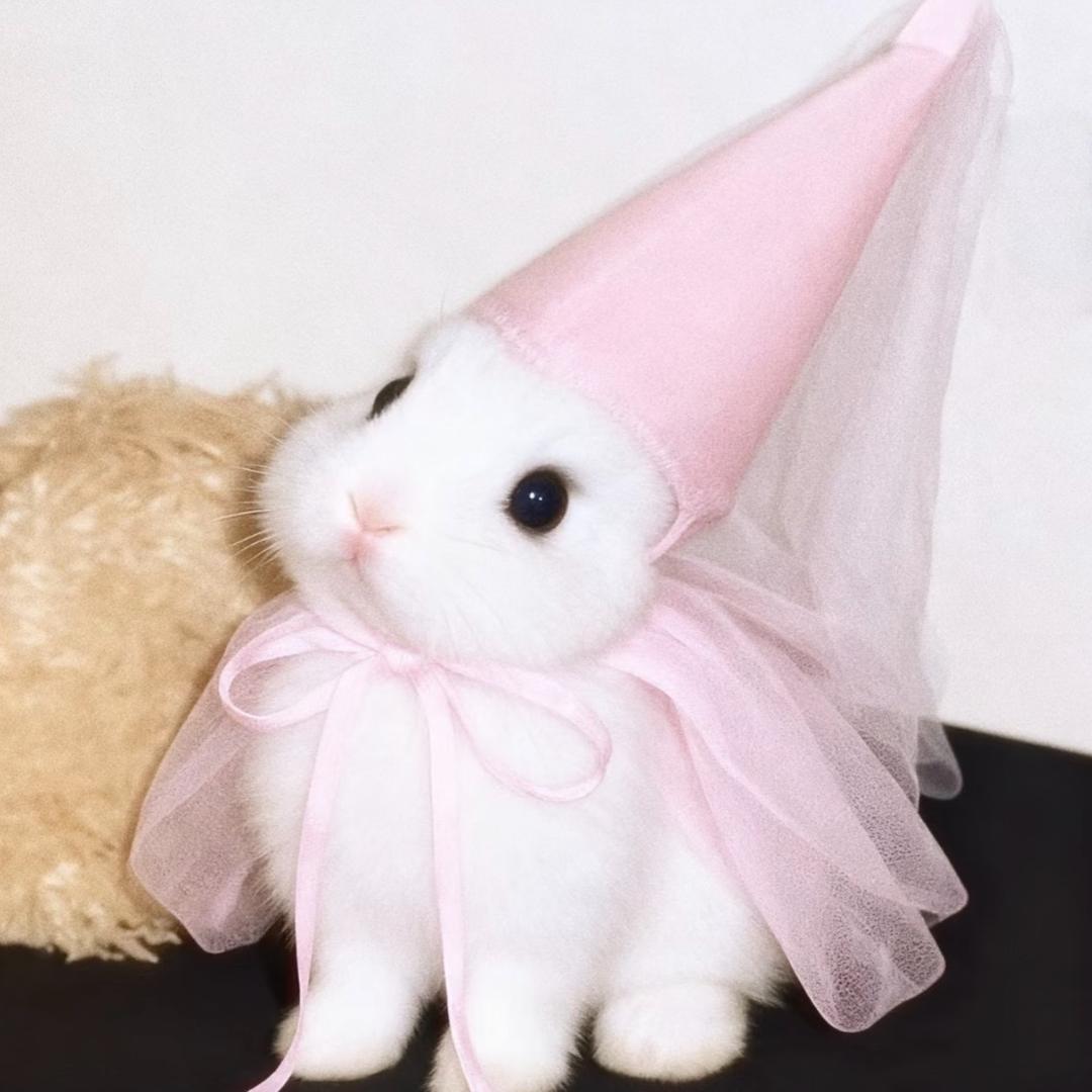 请今天也特别开心