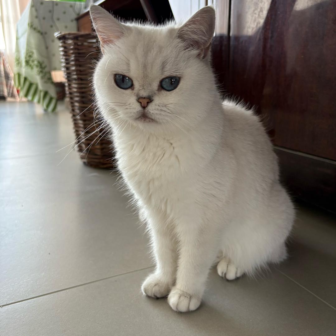卡佳原来是只猫
