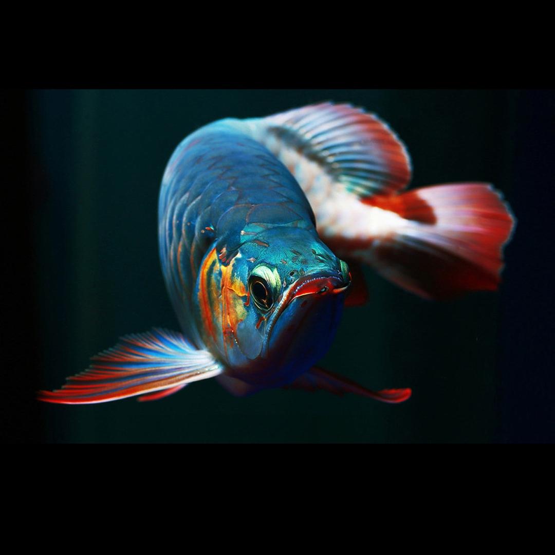 典臣水族用品