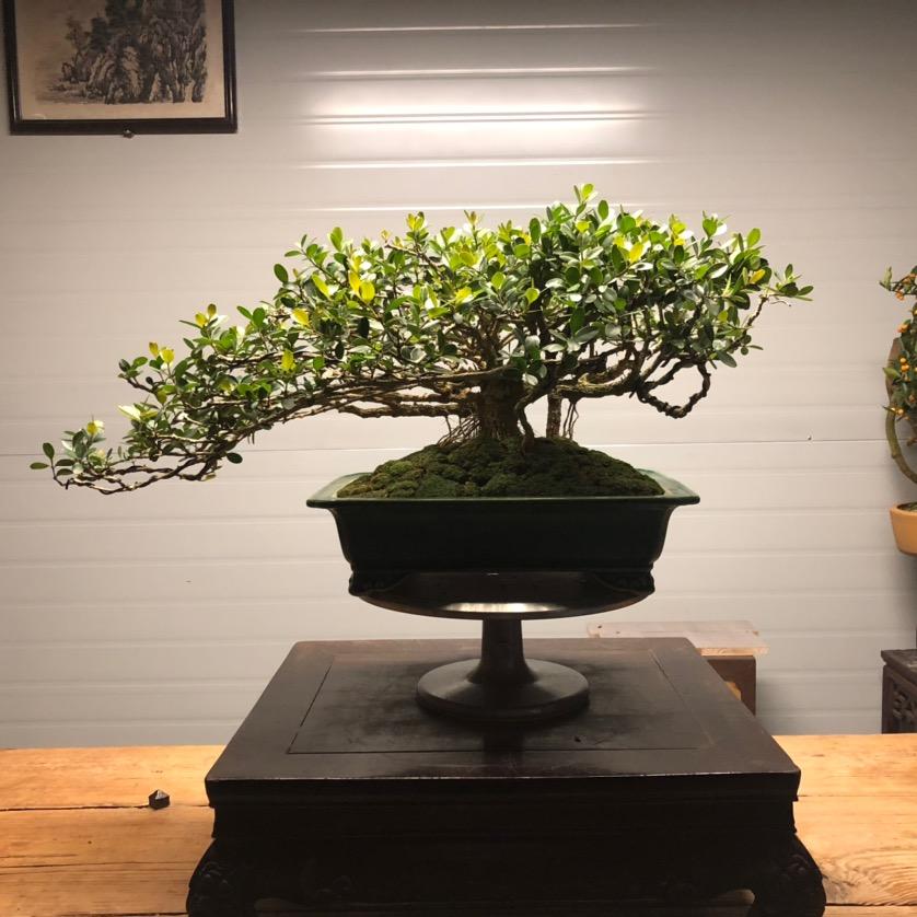 福广盆景园