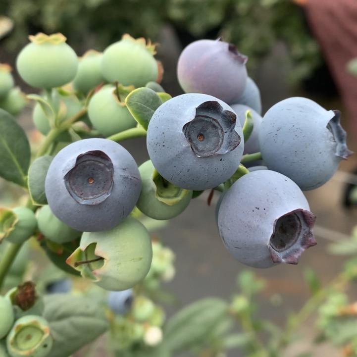 岳国兵蓝莓庄园