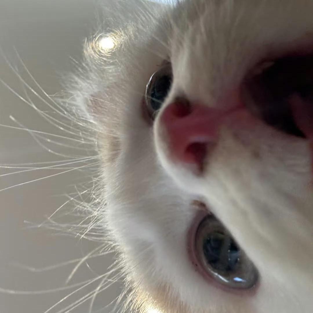 小羊大王