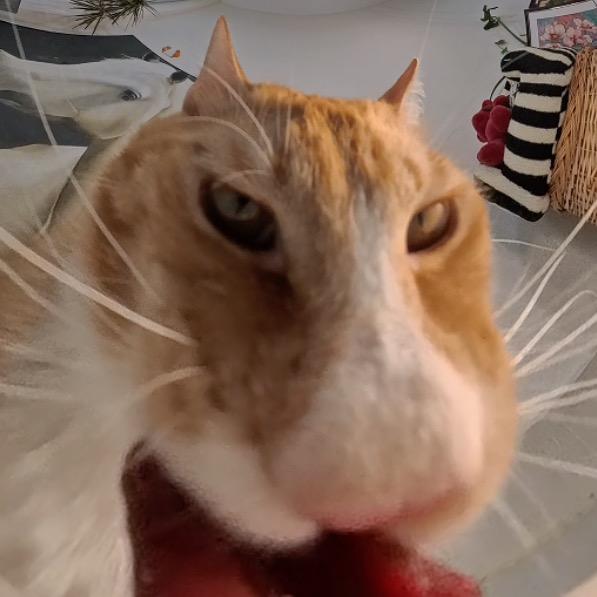 橘子🐱