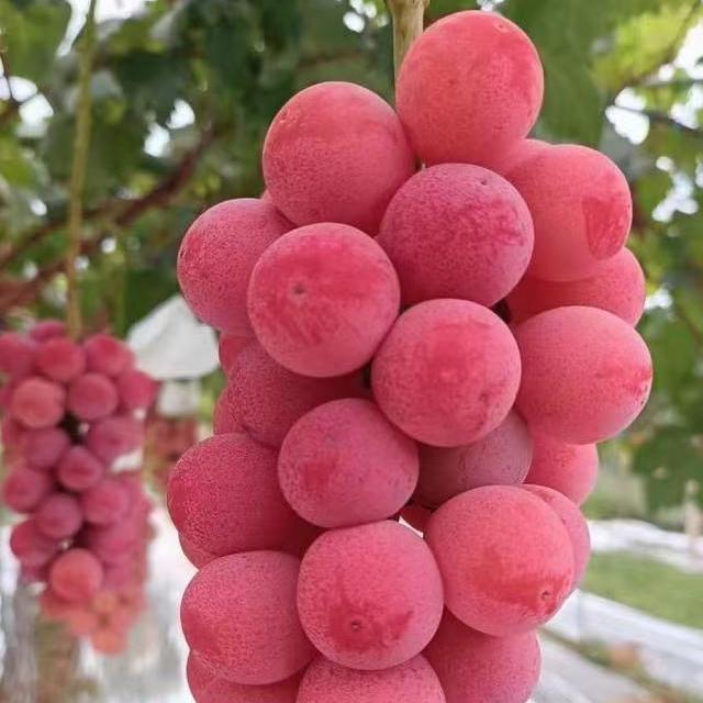 柒月果树