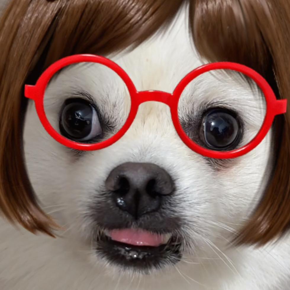 地包天小年糕是博美