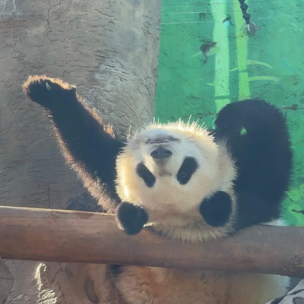 吸猫大法