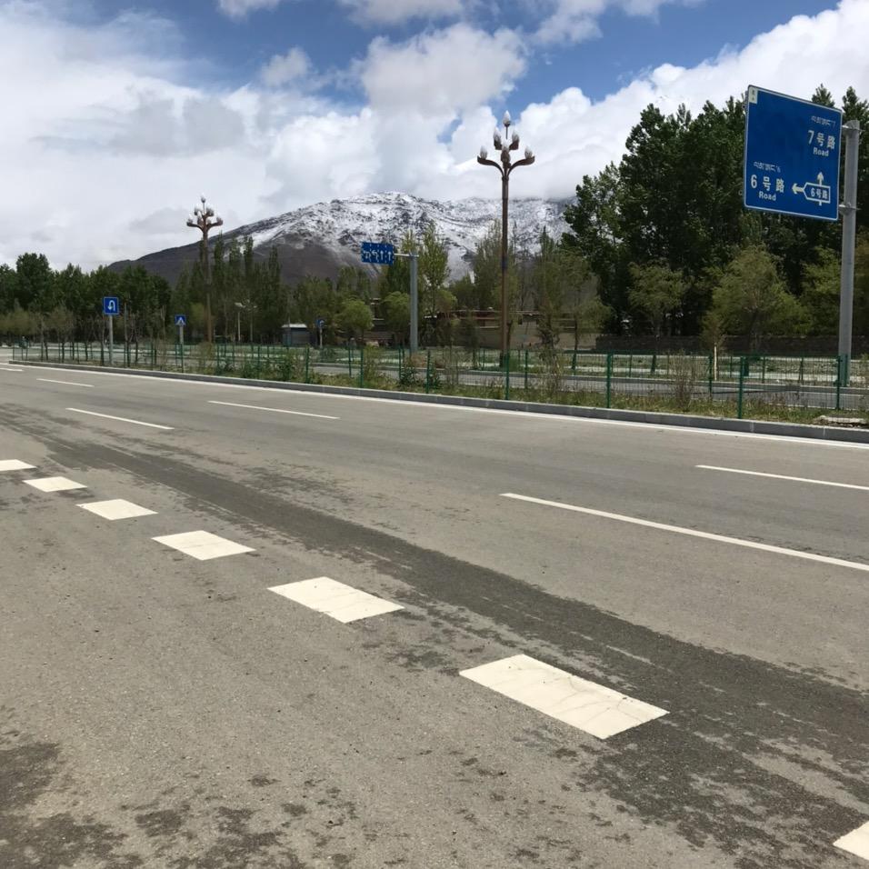 高原苍松
