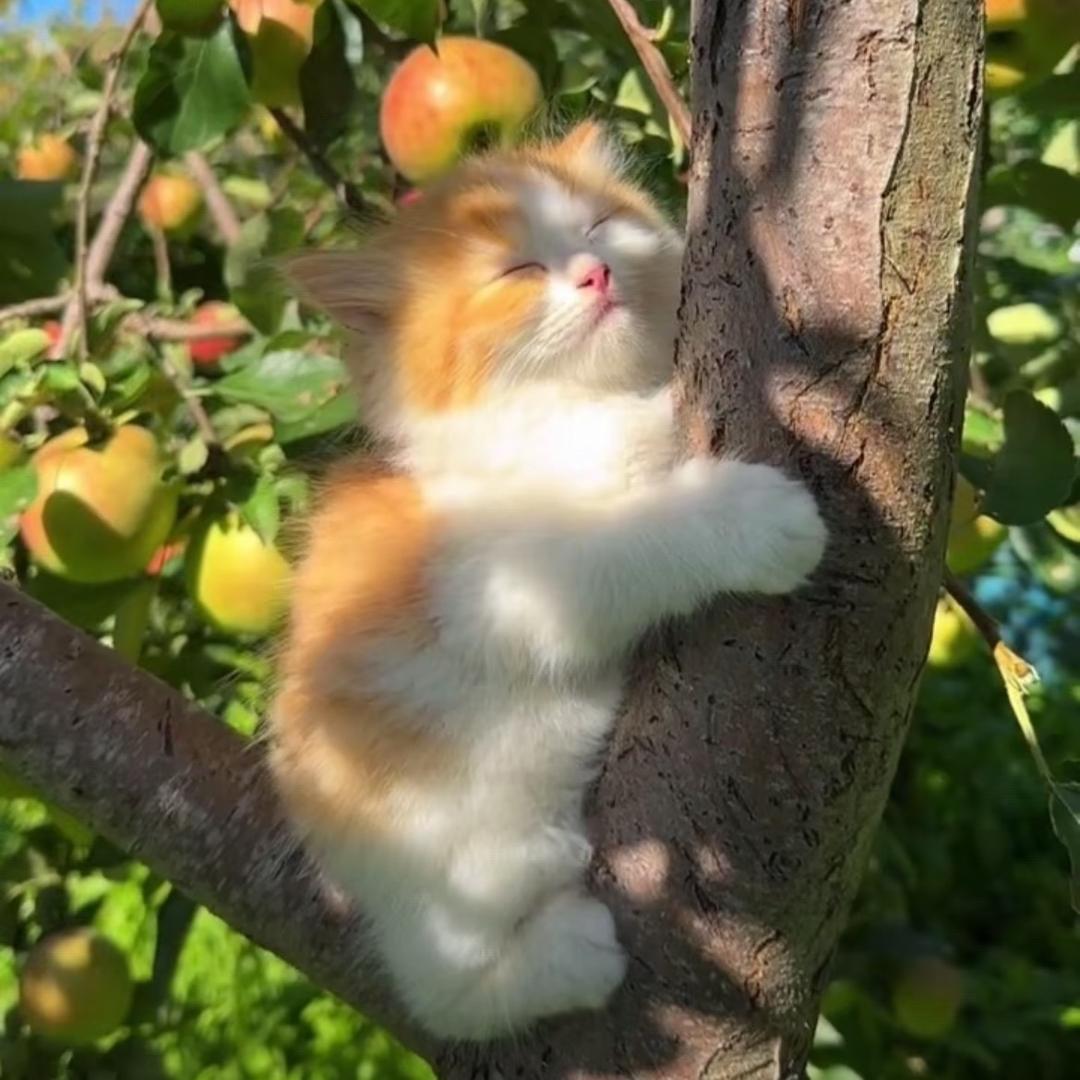 奇姐的小猫咪2
