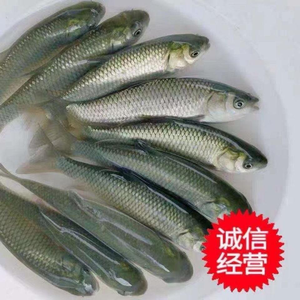 广州日升水产有限公司