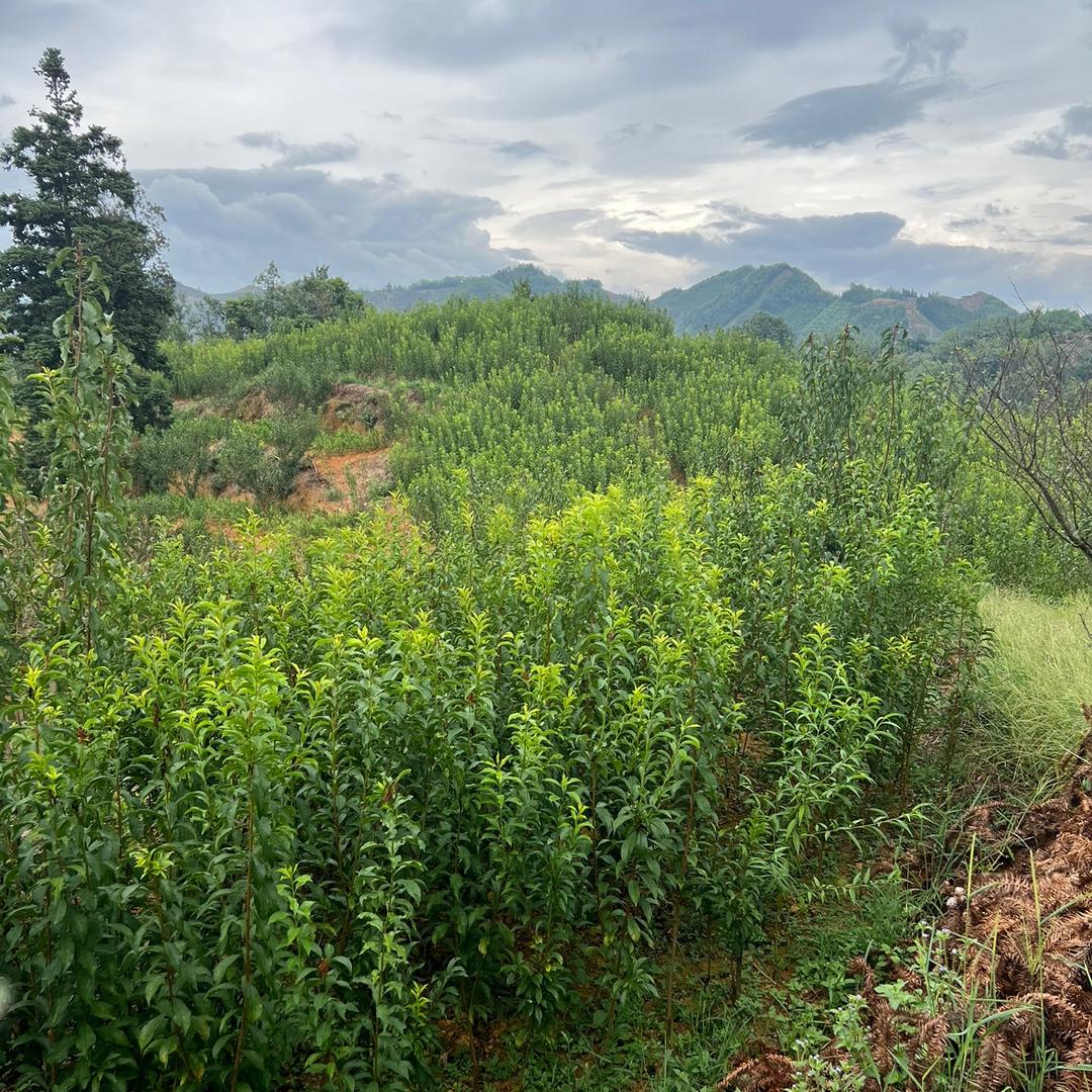六马蜂糖李树苗基地