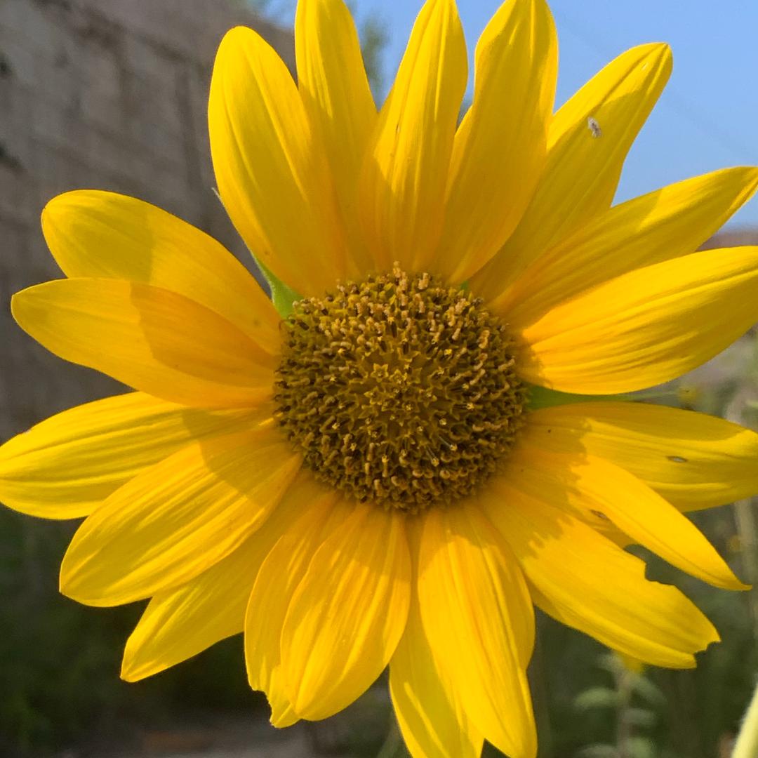 不是章子怡的张