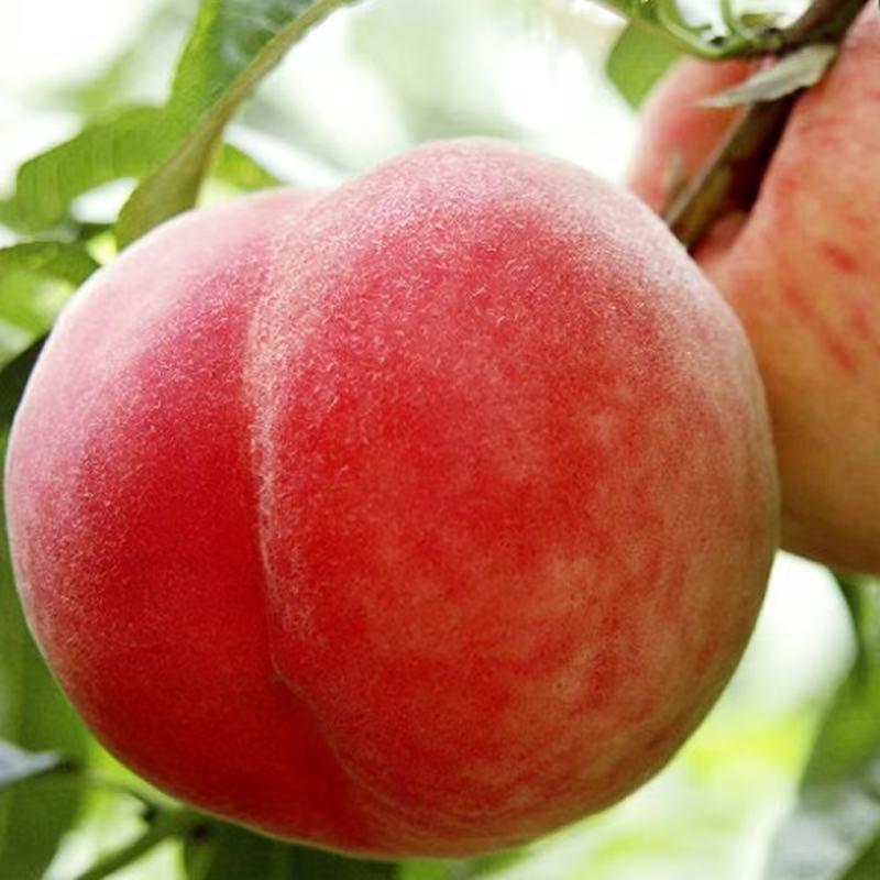 平谷焱姐农场小桃仙