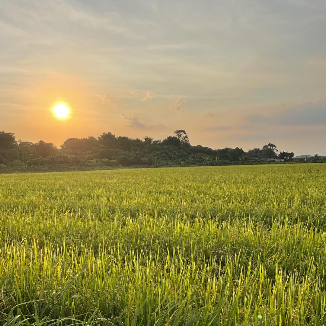 新农人（王生）