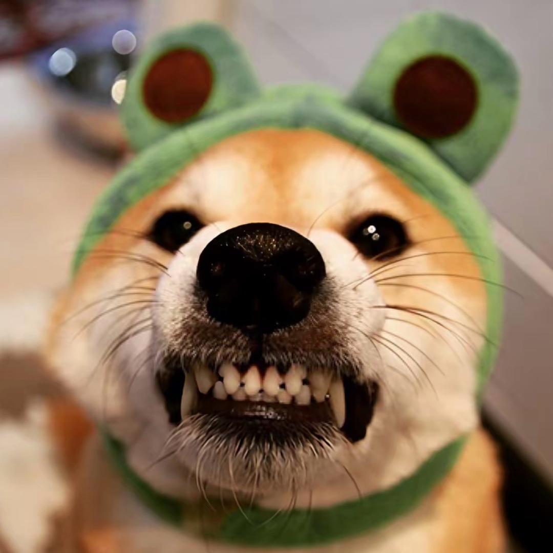 柴犬玩家