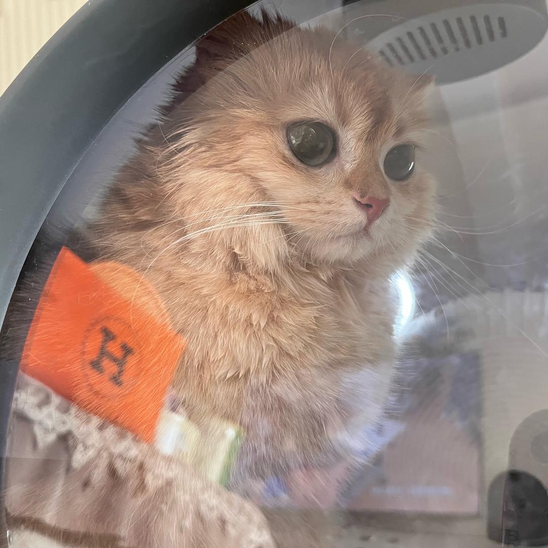 爱喝茶的猫🐱