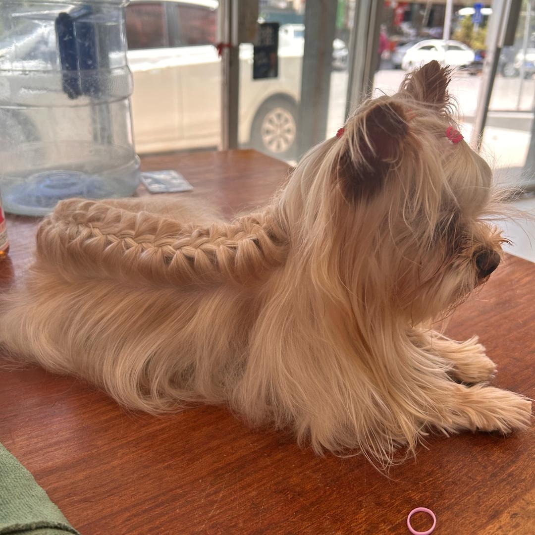 双哥约克夏比熊
