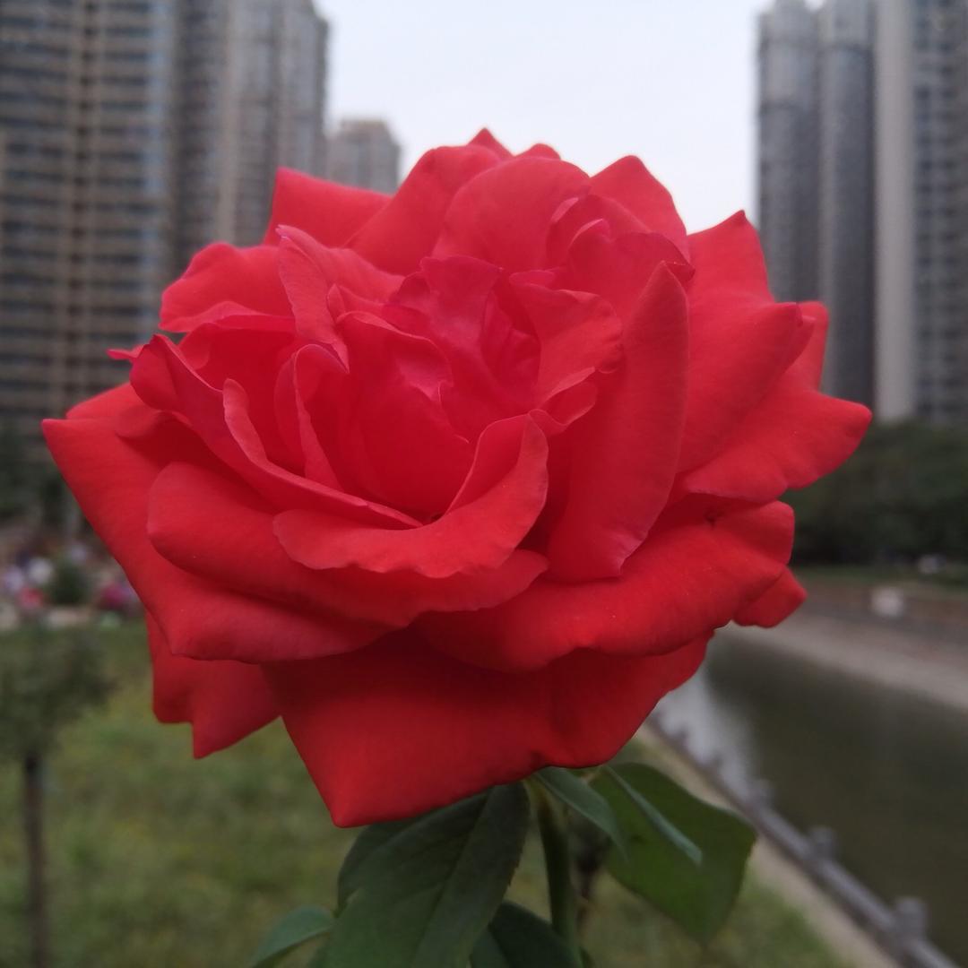 凌云阁老