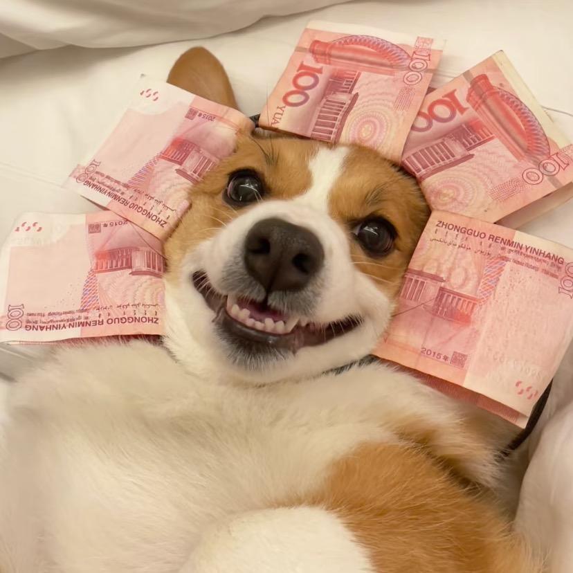 南充乔恩的宠物店