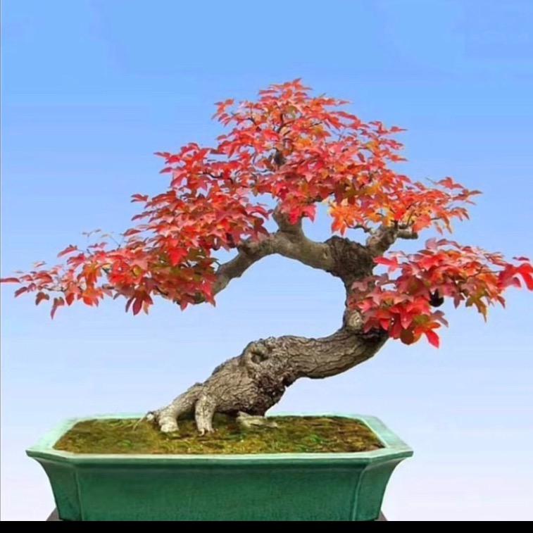 了义盆景