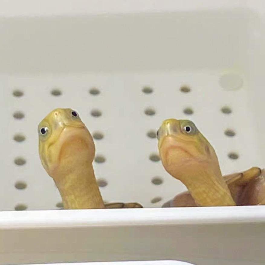 养龟的肆伍