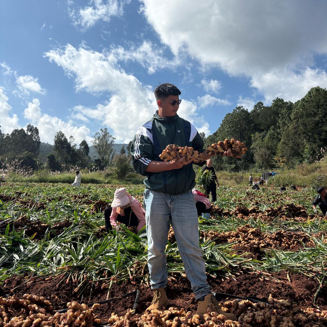 韦姜军（生姜收购种植）