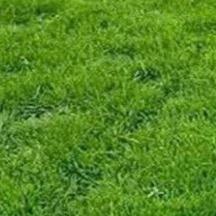 山东东营草坪华培