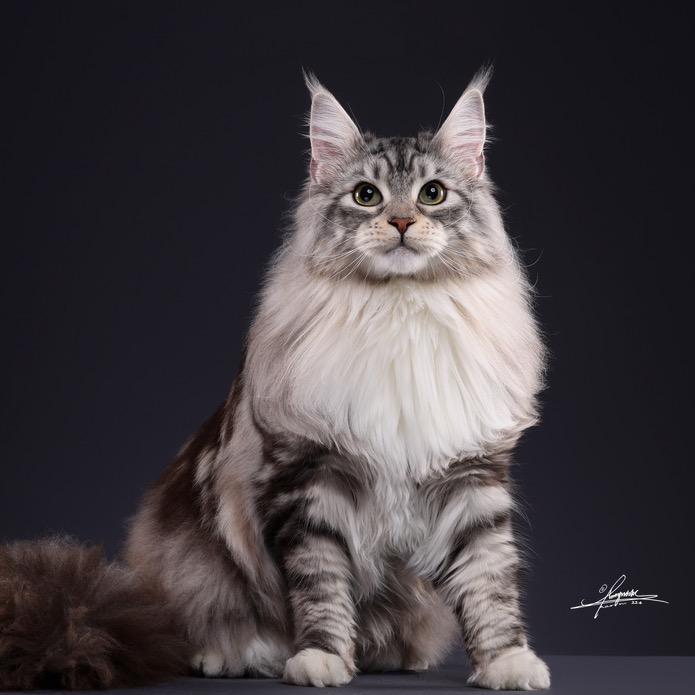 三千猫院·猫舍