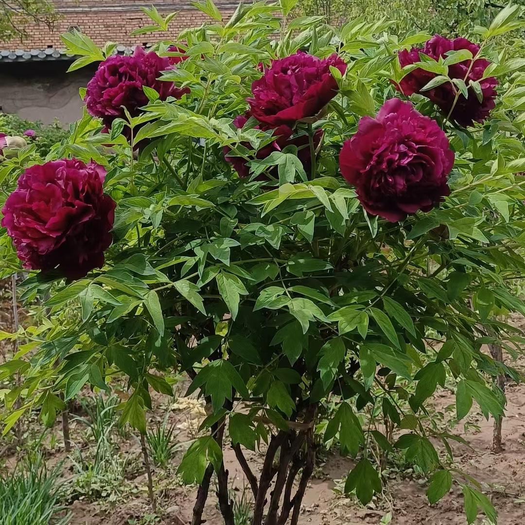西安阳台花园植物施工