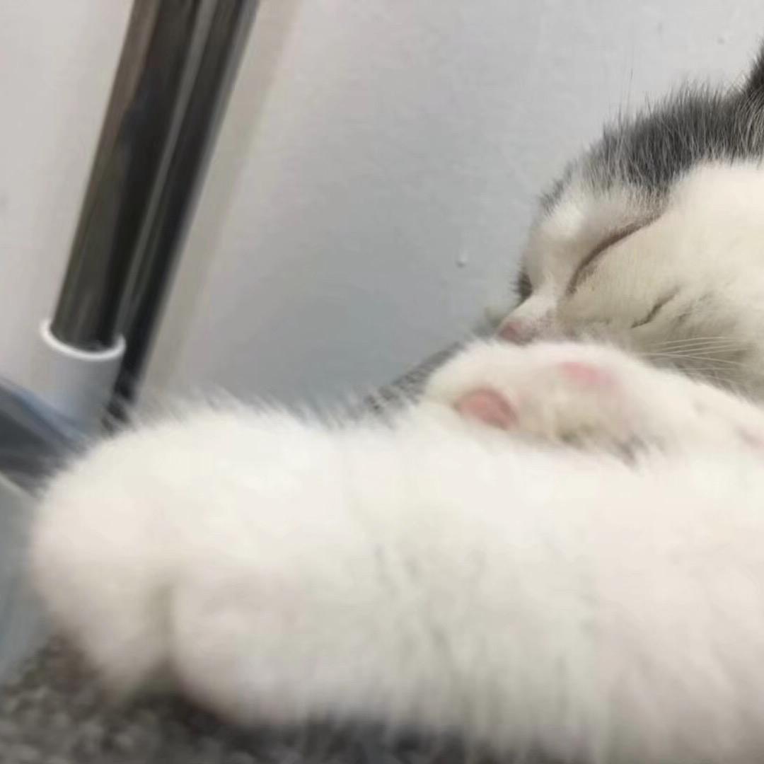 无敌可爱御姐妮