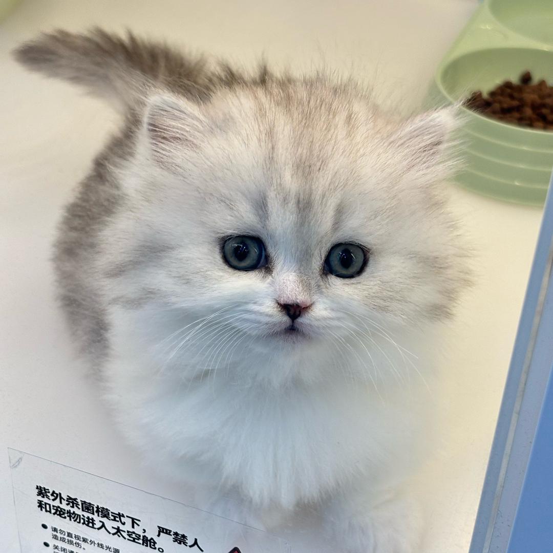 叮当猫