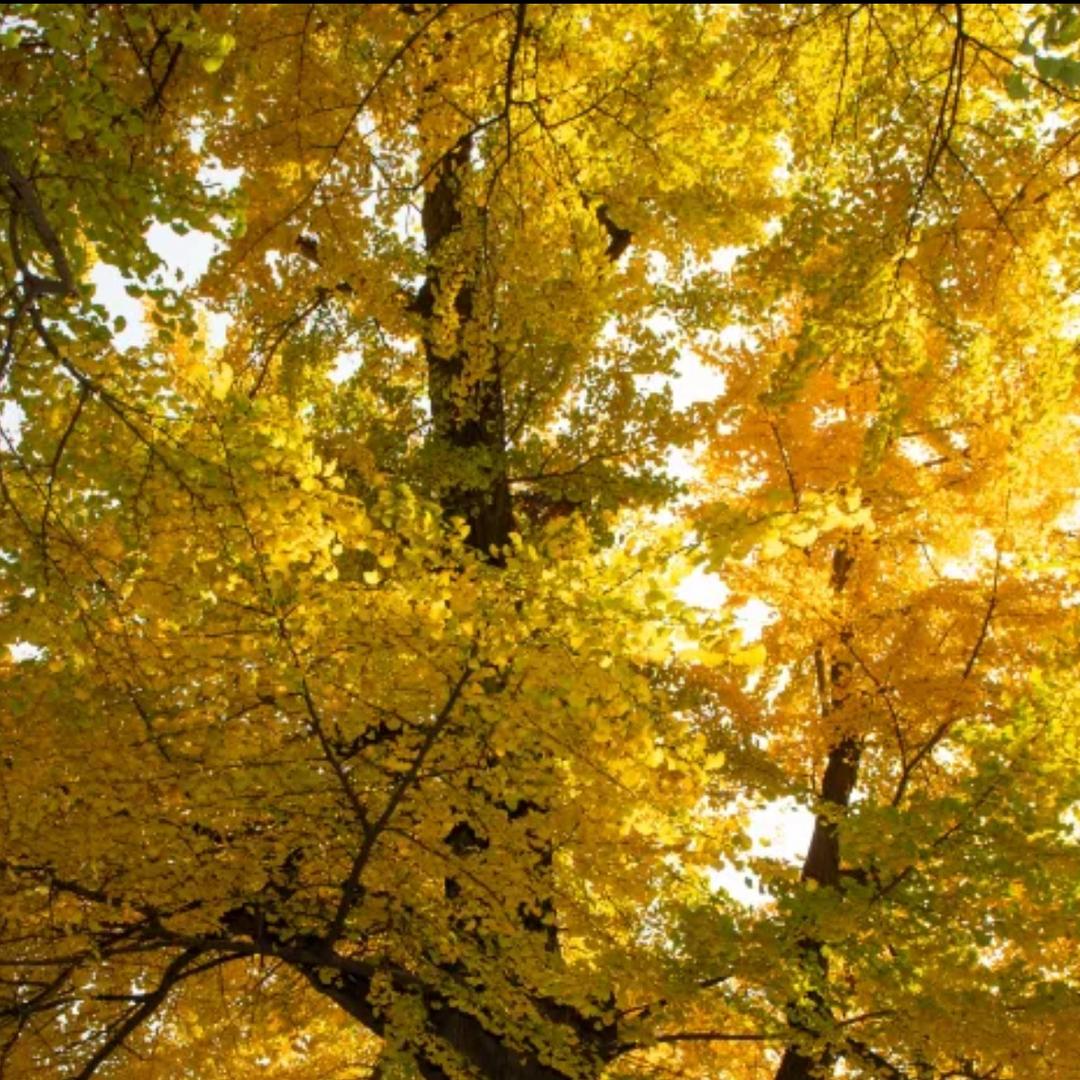 遇见🙏（luo）师