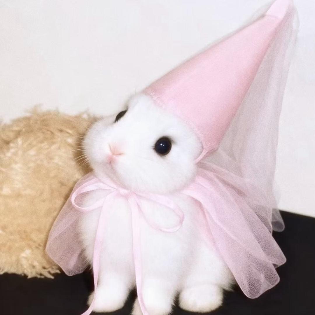 小灰鸽（星星激推版