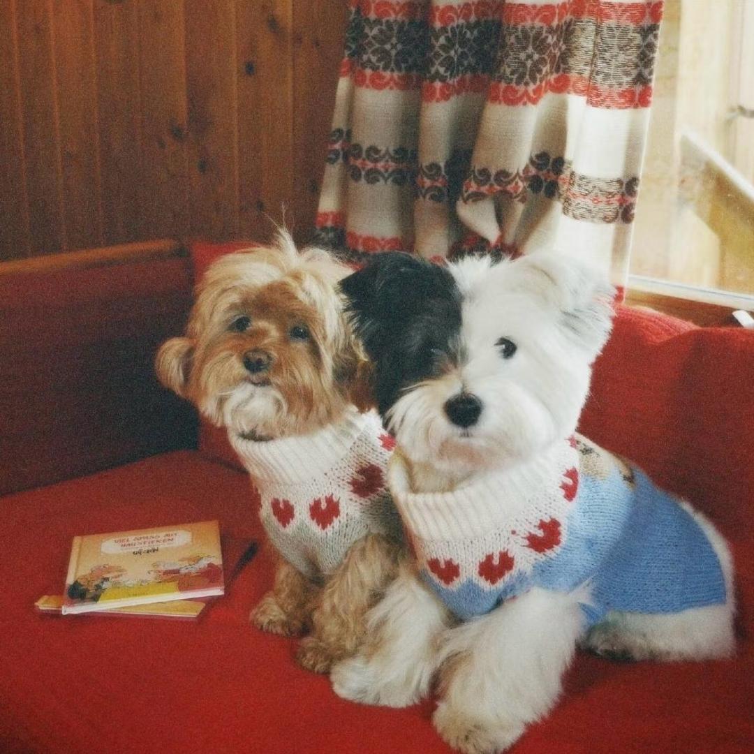 来到火山口的幸福鱼蛋