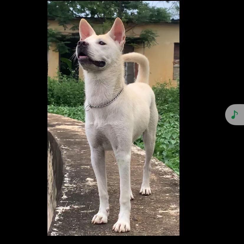珠哥的土狗