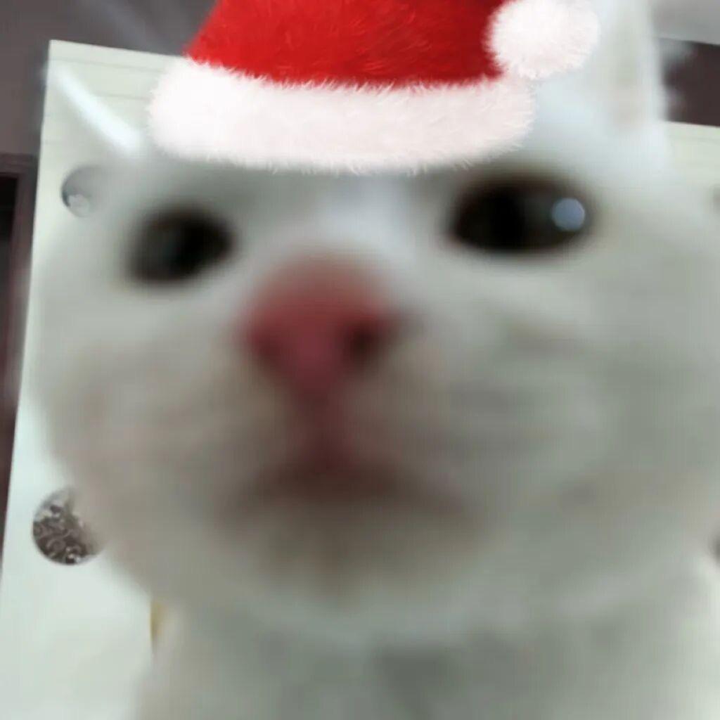 猫崽崽（apex大王）