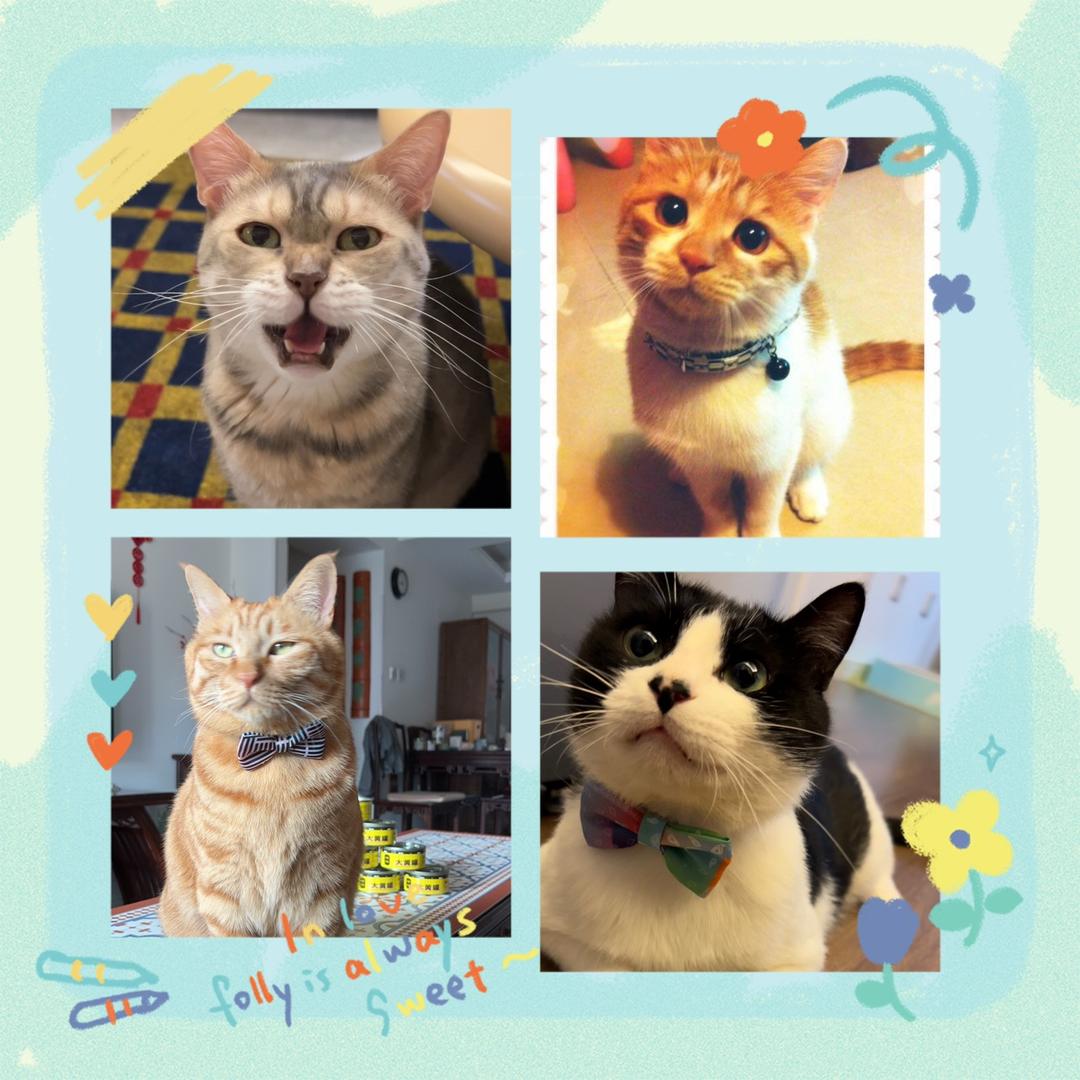 一根藤上四只猫🐈😼🐈😼