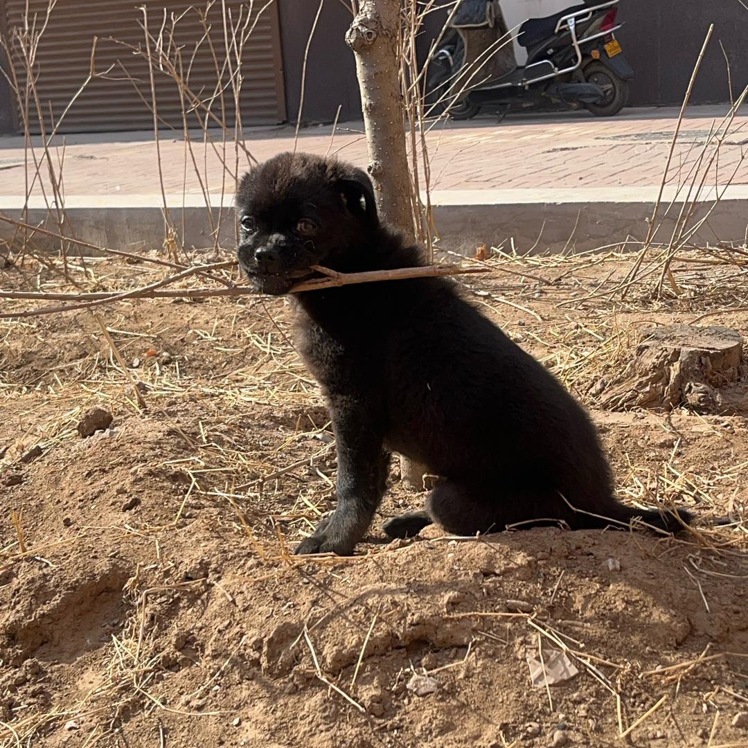 小靴子（小预算陪跑）