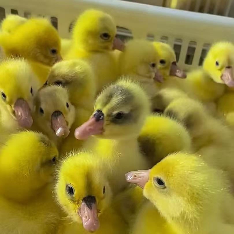 沭阳苏益禽苗有限公司