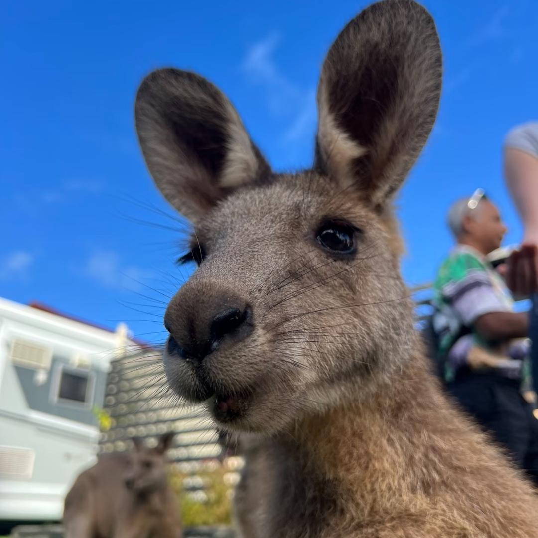袋鼠部落（鱼丸）