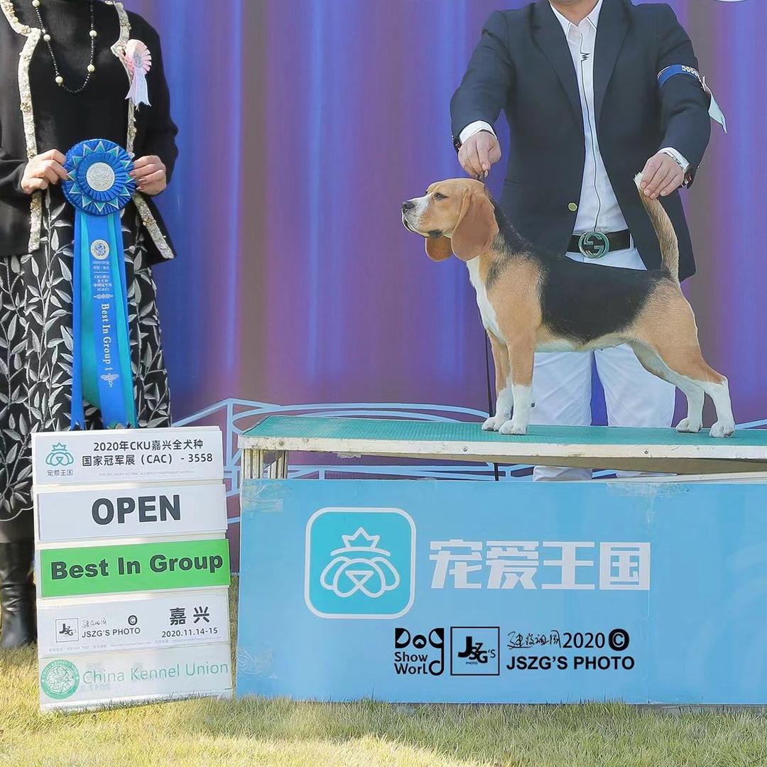 皇榜比格