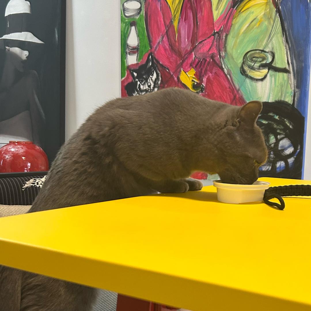 喵喵怪和大毛猴