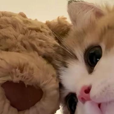 哈基付爱机坝干啥就干啥